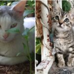 gatitas mestizas