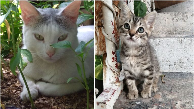 gatitas mestizas